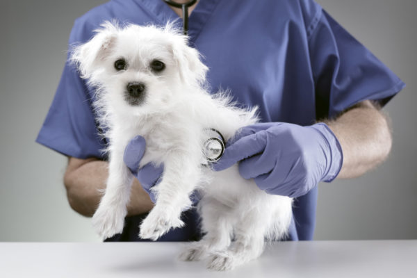 Assistenza veterinaria e Covid-19: accordarsi per portare il pet